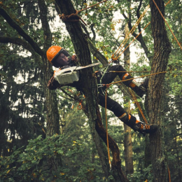 Tronçonneuse à batterie MSA190T STIHL