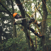 Tronçonneuse à batterie MSA190T STIHL