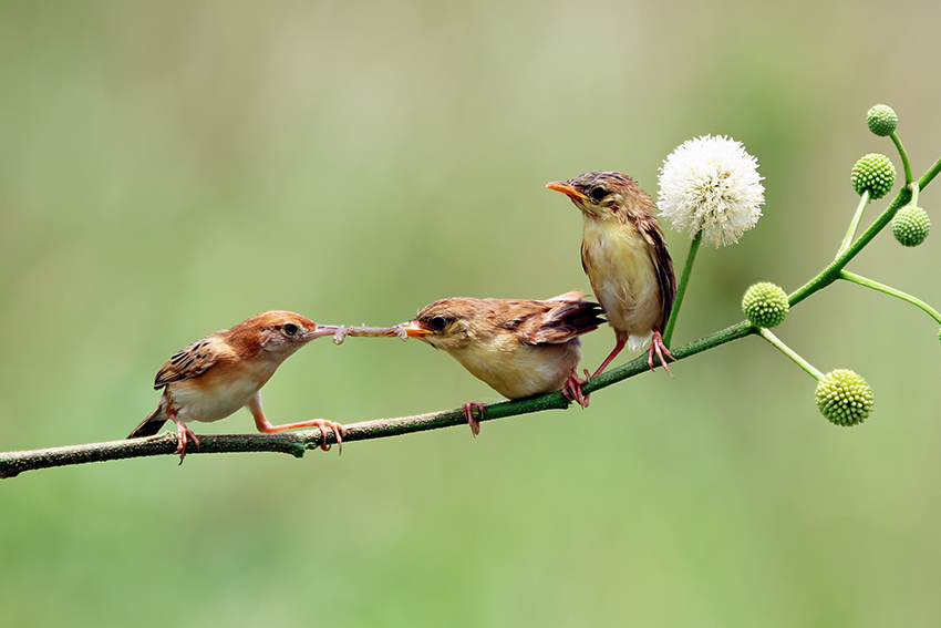 Comment se passe la reprodution chez les oiseaux ? - Blog