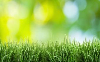 Comment réussir sa pelouse ? 