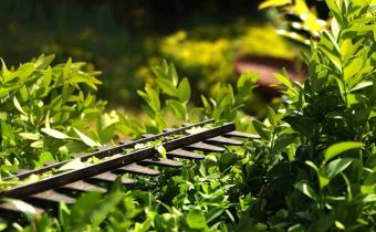 On ne taille pas les haies au printemps