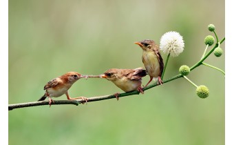 Petits oisillons qui attendent à manger de leur mère